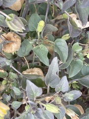 Physalis crassifolia