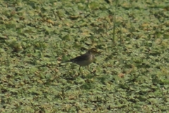 Motacilla citreola