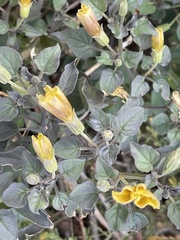 Physalis crassifolia