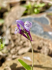Linaria amethystea