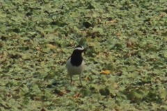 Motacilla maderaspatensis