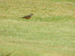 Turdus rufiventris