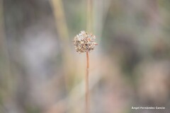 Armeria arenaria