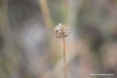 Armeria arenaria