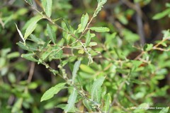 Salix salviifolia
