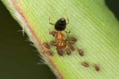 Technomyrmex quadricolor