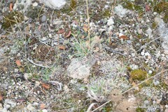 Dactylis glomerata hispanica