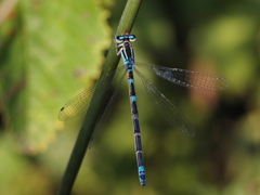 Coenagrion scitulum
