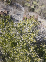 Schaefferia cuneifolia