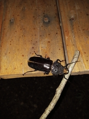 Mallodon spinibarbis