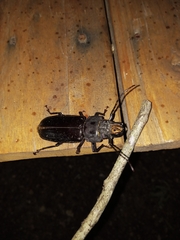 Mallodon spinibarbis