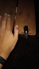 Mallodon spinibarbis