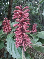 Phlogacanthus curviflorus