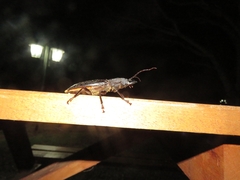 Mallodon spinibarbis