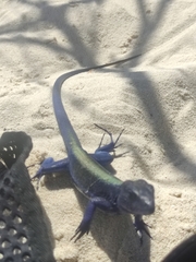 Cnemidophorus espeuti