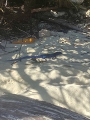 Cnemidophorus espeuti