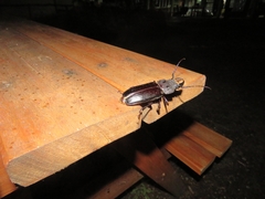 Mallodon spinibarbis