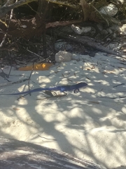 Cnemidophorus espeuti