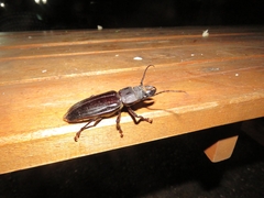 Mallodon spinibarbis