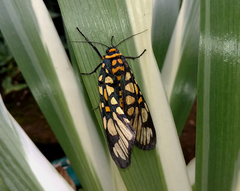 Aglaomorpha plagiata