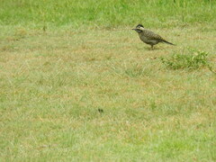 Colaptes melanochloros