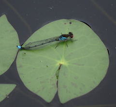 Erythromma najas humerale