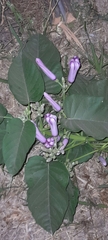 Ipomoea carnea fistulosa