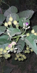 Ipomoea carnea fistulosa