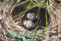 Anthus pallidiventris