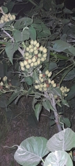 Ipomoea carnea fistulosa