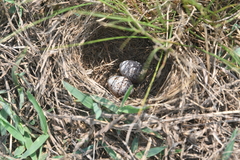 Anthus pallidiventris