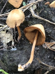 Conocybe