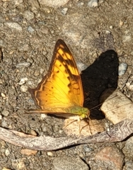 Vagrans sinha
