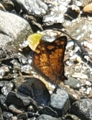 Vagrans sinha