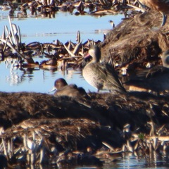 Netta erythrophthalma