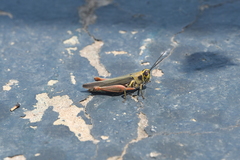 Anapropacris elegantula