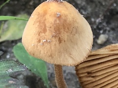 Conocybe