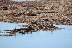 Netta erythrophthalma