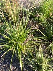 Chlorophytum saundersiae