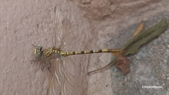 Paragomphus lineatus