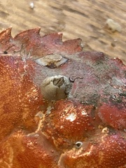 Amphibalanus improvisus