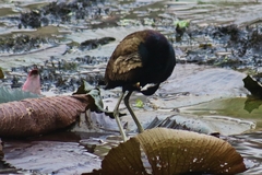 Metopidius indicus