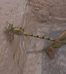 Paragomphus lineatus