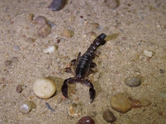 Bothriurus bonariensis