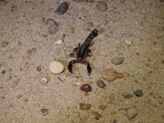 Bothriurus bonariensis