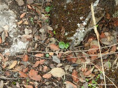 Umbilicus rupestris