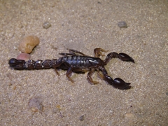 Bothriurus bonariensis