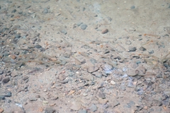Characiformes