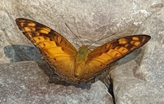 Vagrans sinha