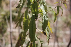 Verbesina virgata